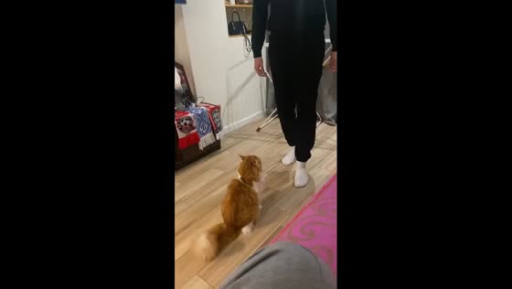 Playful kitty, Whiskey, gives leg a high five in Ukraine 