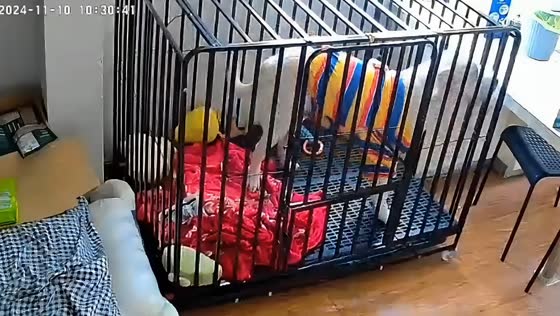 Dog accidentally opens cage door while trying to lie down in Jiangsu, China