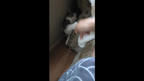 Kitten plays hide and seek under bed in Waller, Texas, USA