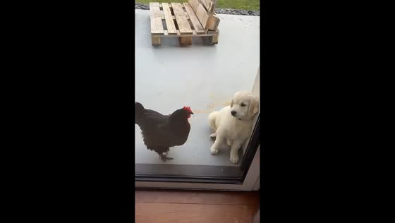 Puppy falls over after rooster's unexpected counterattack in Muret, France
