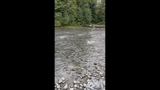 Salmon migration in full force at Dosewallips River in Washington, USA