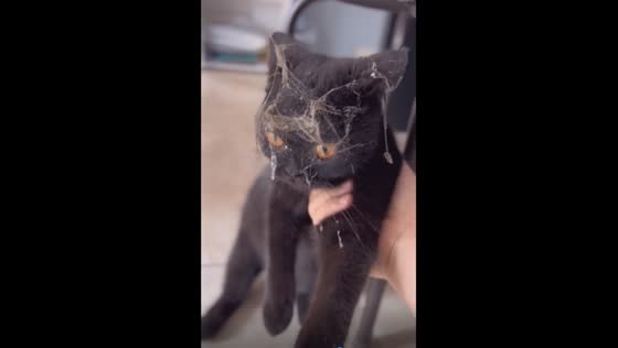 Homecoming surprise: cat returns covered in cobwebs!