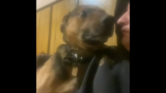 German shepherd shares a quiet cuddle with owner in Brest, Belarus