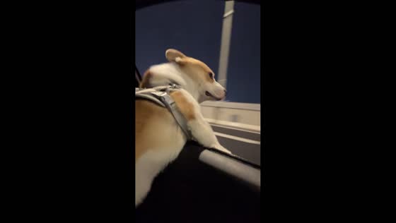 Dog enjoys car ride with head out the window in Zhejiang, China