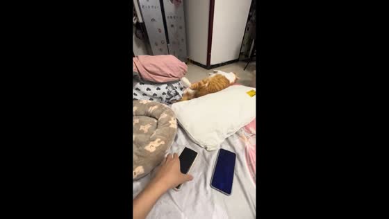 Cat reacts comically to phone drop sounds while resting on bed in Sichuan, China