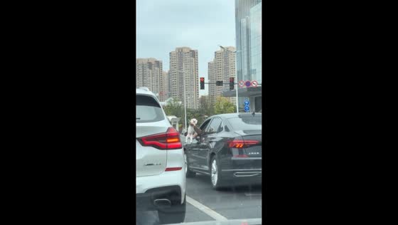 Dog briefly cleaned through car window at traffic stop in Jiangsu, China