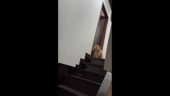 Dog patiently waits on stairs for owner in Pasay, Philippines