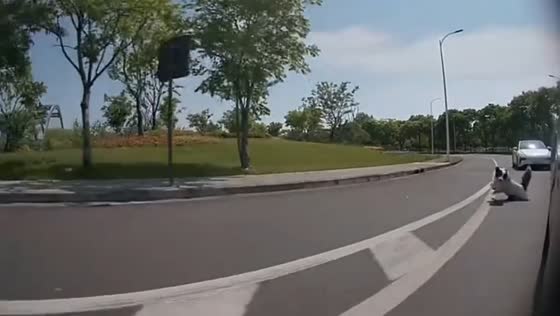 Border Collie falls from moving vehicle during turn in Jiangsu, China