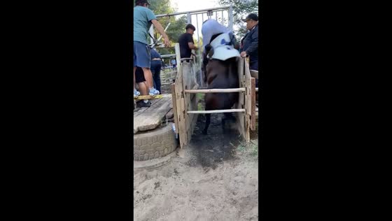 Boy falls during horse riding attempt in Bergamo, Italy