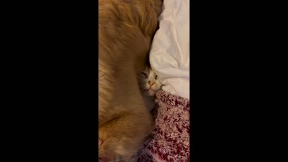 Playful pup perches on purring pal: a quirky pet moment in Vermont