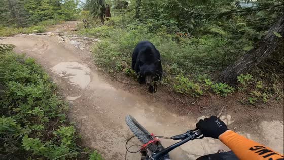 Bikers startled by wild bear encounter on muddy slope in Whistler Mountain, British Columbia, Canada