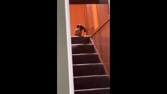 Dachshund’s statue-like stare from the staircase in USA
