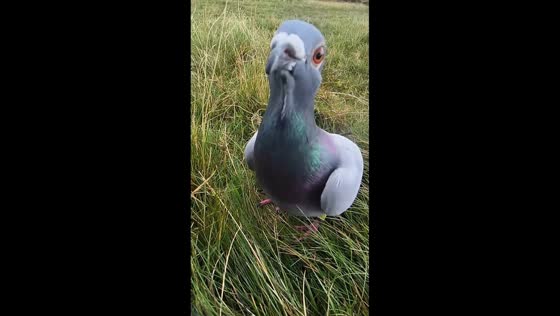 Curious pigeon pecks at camera in Snowdonia National Park, Northwest Wales, UK