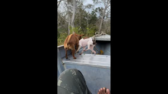 Two dogs have a funny moment on a boat in Rondônia, Brazil