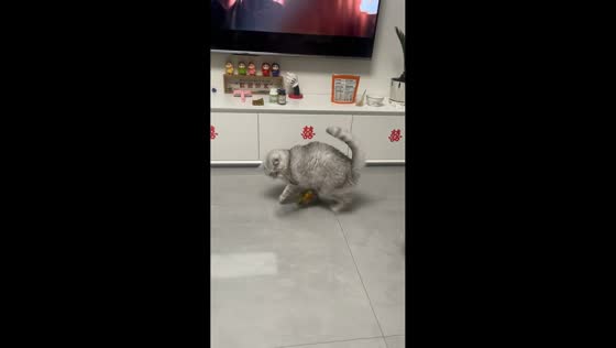 Parrot playfully pesters cat inside home in Hebei, China