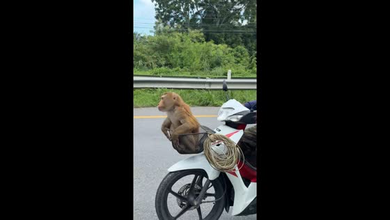 Monkey enjoys motorcycle ride in Sichon, Thailand