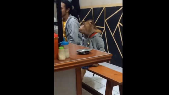 Monkey eats like a human at restaurant in Bekasi, Indonesia