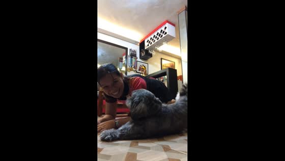 Shih Tzus hilariously interrupt owner’s workout in Krasnodar, Russia