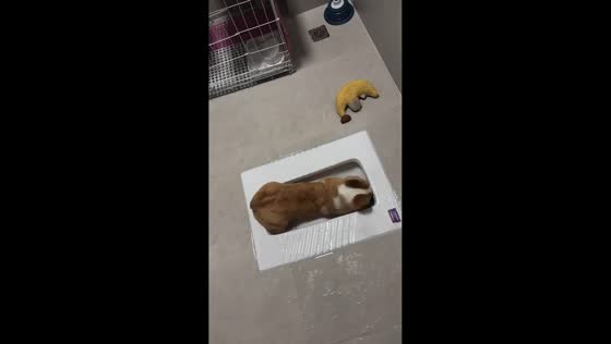 Playful Corgi hilariously splashes around in squat toilet in Sichuan, China