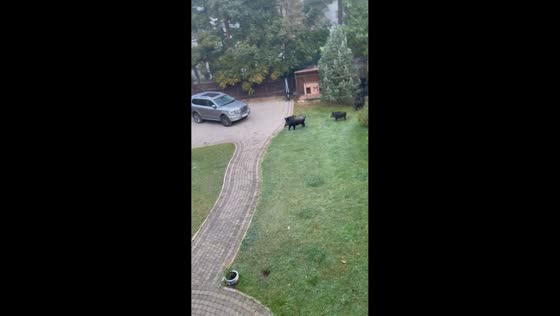 Wild boars startled by barking dog retreat to forest in Sestroretsk, Russia