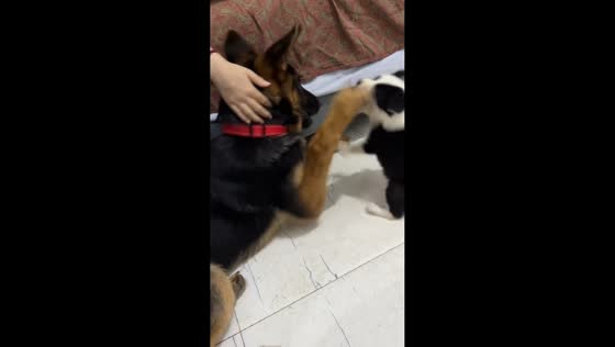 Energetic puppy playfully attacks bigger dog Jiangsu, China