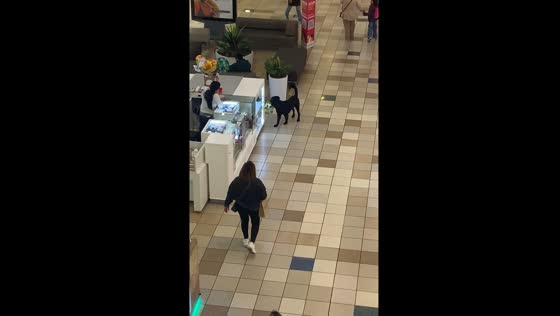 Stubborn dog guards stuffed animal in Santiago shopping area