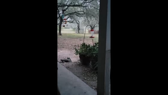Hummingbirds gather around backyard feeder in Beeville, USA