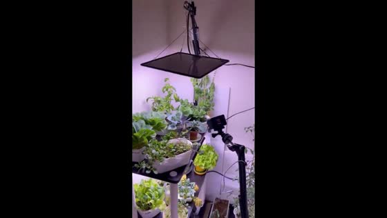 Indoor hydroponic garden shakes during magnitude 6.2 earthquake in Hiroshima, Japan