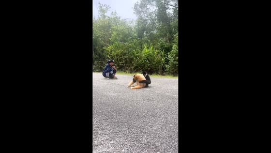 Two monkeys share heartfelt hug in Yunnan, China