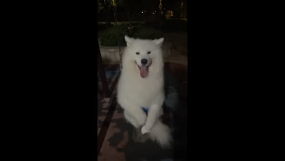 Samoyed enjoys swing ride in Hubei, China