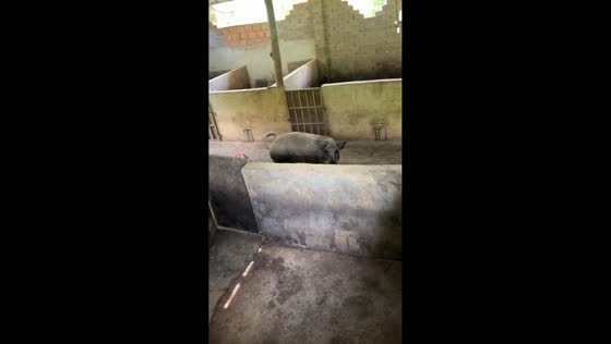 Farmer dodges aggressive pig in Fujian, China