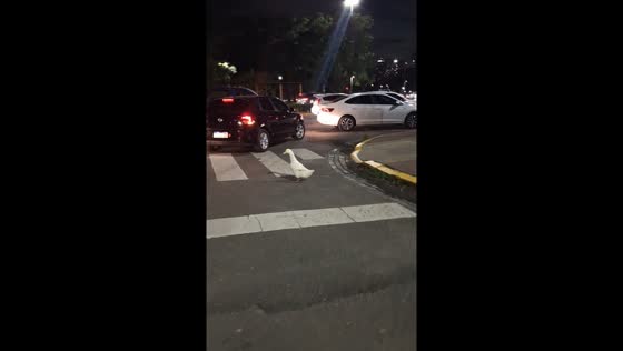Person guides lost duck to safety in Buenos Aires, Argentina
