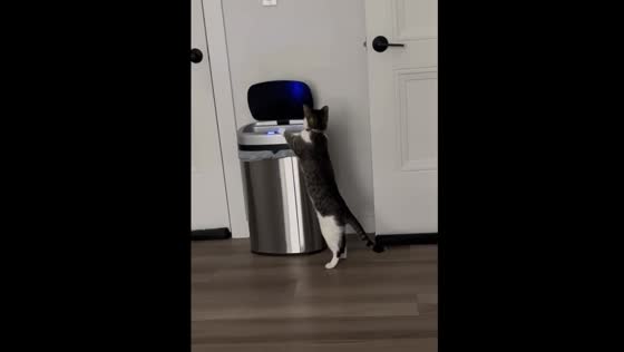 Hero the Mackerel Tabby Cat plays with smart trash can in Weymouth, Massachusetts