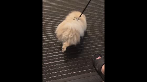Dog adorably wipes paws before entering mall in Goiânia, Brazil