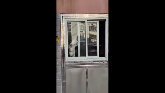 Clever cat opens window to escape in Jiangsu, China
