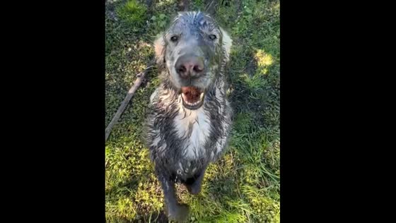 Dog covered in muddy water in Copenhagen, Denmark