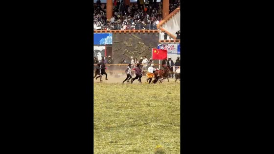 Rider dragged after fall during Tibetan horse racing festival in Sichuan, China