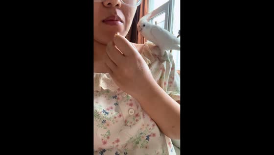 Albino cockatiel tries to share food with owner in Hebei, China