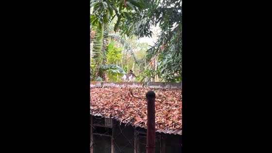 Bird teases cat in playful encounter captured in Manila
