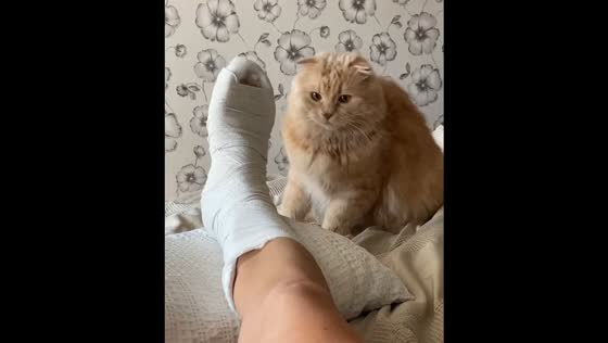 Oscar the cat's unconventional healing: a funny tale of biting plaster and broken leg