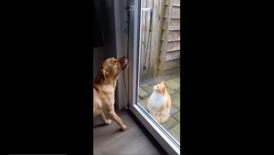 Service dog opens door for owner's feline friend
