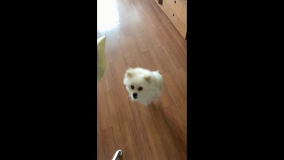 Energetic pup can’t stop jumping for a snack in Shandong, China