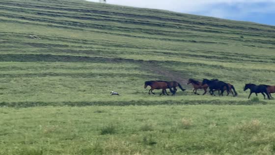 Dog outruns herd of horses in Inner Mongolia, China
