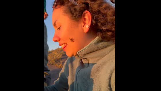 Spider appears on person's face in Curanipe, Chile