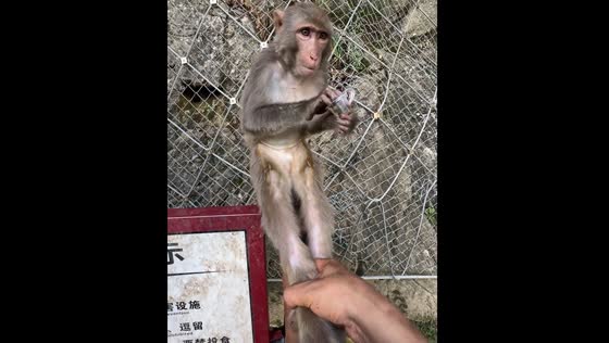 Keeper shares video of playful interaction with unbothered monkey in Liaoning Province