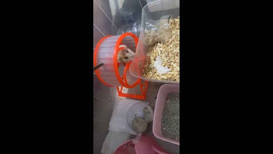 Hamster struggles on a small spinning wheel in Jakarta, Indonesia