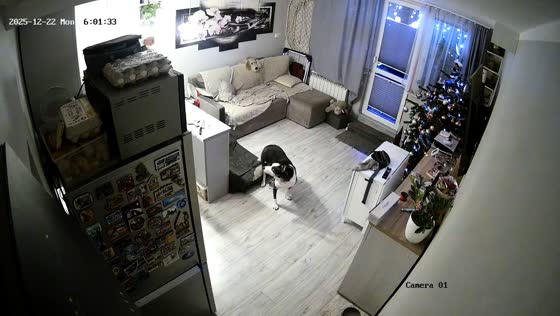 Dog startled by falling Christmas tree in Grójec, Poland 