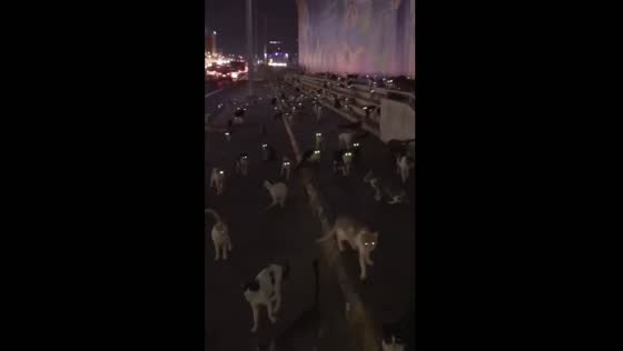 Numerous cats spotted by roadside in Riyadh