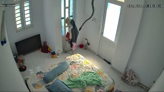 Startling encounter: snake dangles and vanishes in Ho Chi Minh city home