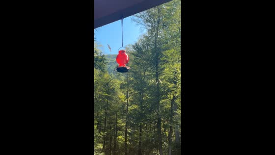 Hummingbirds battle over feeder in Waterville, Pennsylvania, USA
